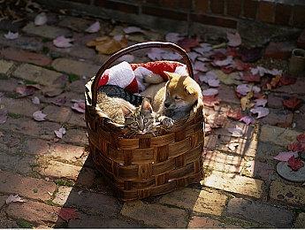 《枪火重生》DLC神谋巧匠 6月1日正式发售